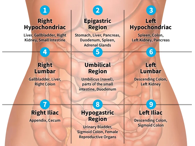 9 abdominal pain locator regions