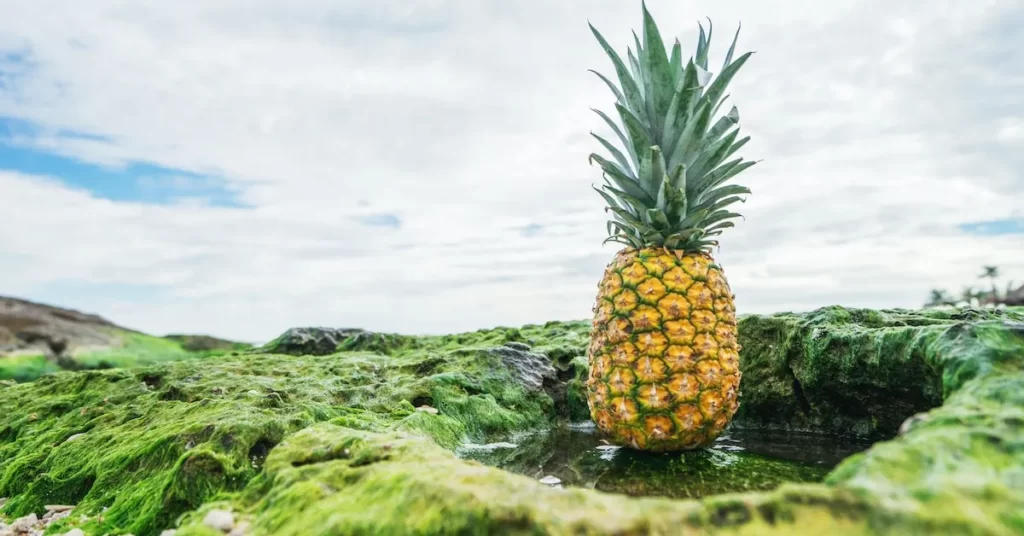 Pineapples are tropical fruits